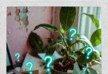 How to Attract High-Value Partners Without Changing Yourself? Cracked phone, lipstick mug, thriving plant, neon questions.